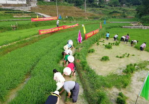 黨建引領 發(fā)展產(chǎn)業(yè)促脫貧 農(nóng)業(yè)種植技術開發(fā)的路徑與實踐
