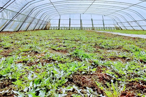 長勝村水稻育苗大棚的新生機 蒲公英種植助農(nóng)增收與農(nóng)業(yè)技術開發(fā)