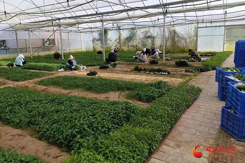 西和 萬(wàn)畝辣椒移栽忙，產(chǎn)業(yè)發(fā)展“辣”勁十足
